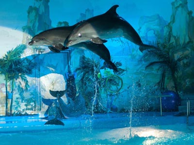 Dolphin show - places to visit in Kharkiv, Ukraine